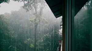 View Window On Tropical Forest Rain Stock Footage Video (100% Royalty-free) 1092132351 | Shutterstock