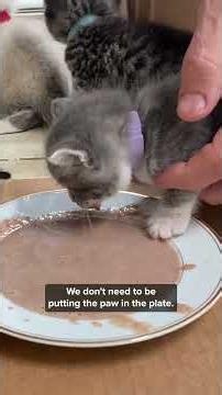 How mom cats encourage independence