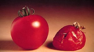 GMO Food Fears and the First Test Tube Tomato - Retro Report