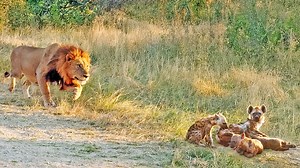 3.7M views · 40K reactions | Lion Comes Across Hyena Cubs Sleeping at their Den A few days ago, just South of Afsaal, a lion was taking an afternoon walk. He came across the famous Hyena den that we've been following for years. These hyena cubs thought they were perfectly safe, but they were an easy target... | Latest Sightings - Kruger | Facebook