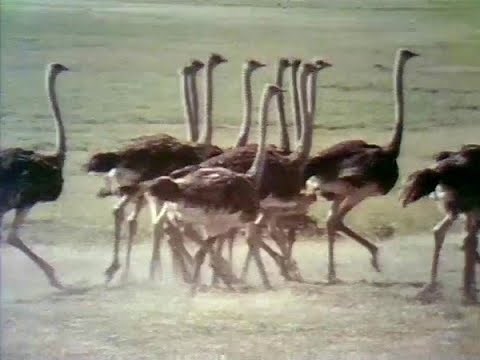 Sesame Street - Ostriches (1972)
