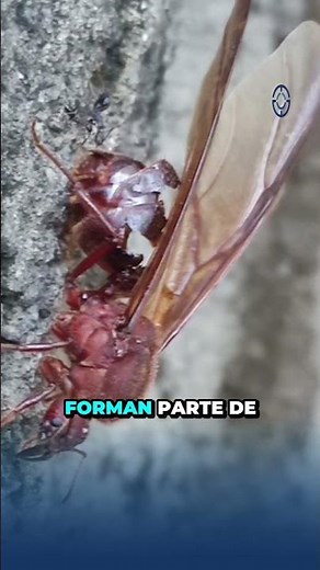 🐜 Chicatanas: the ancestral delicacy that appears with the rains in Mexico