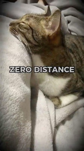 TOTAL RELAXATION 🌙🐈 #catshorts #satisfying