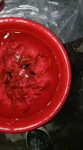 Moontail Molly big size | Rahaman Kabbo