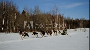 Young European male musher drives team of Alaskan huskies. Race and compete on snow in winter field on clear sunny day. Fastest and hardiest sports dogs. 4K footage slow motion. Stock Video