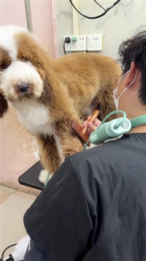 For dog walkers & sitters: This portable blower is a professional game-changer. #Petblower #doggrooming #petgrooming #timesaver #pricesmayvary #tiktokshopcreatorpicks #fyp
