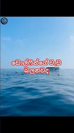 Experience Whale Watching in Mirissa, Sri Lanka | Ultimate Marine Safari🚣‍♀️