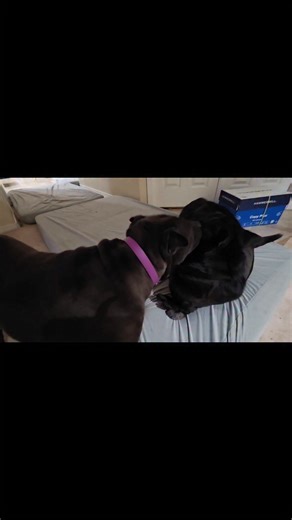 Mom really loves when we bring out Moo Cow, so I have no idea why he always happens to be at the very bottom of our toy pile along with Screeching Monkey. Love, Nuggy Mystery | Ruby Twosday and Cheyenne