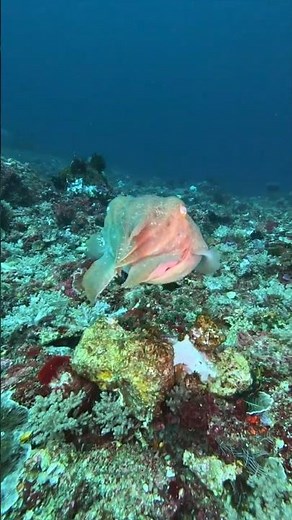The Cuttlefish Changes Color in 1 Second 🤯 #cuttlefish #camouflage #ocean