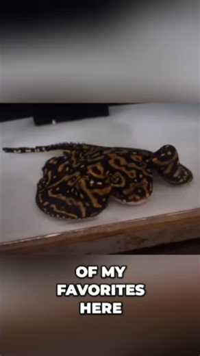 Predatory Fins ® | Rare & Exotic Fish Store | The freshwater Batman stingray is one of the most eye-catching freshwater rays in the hobby, named for its dramatic bat-wing–shaped... | Instagram