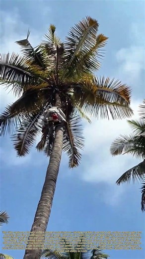 Climbing Palm Trunks: How a Mechanical Tool Safely Harvests Fruit From Tall Trees