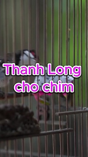 VeDep ChimCanh trên TikTok