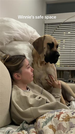 Winnie the Momma's Girl: A Loving Mastiff's Journey