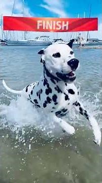 Dalmatian Running in Slow Motion on a Perfect Beach Day