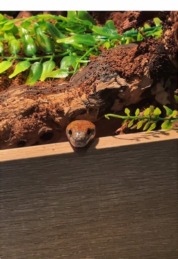 Ruby the Corn Snake: A Playful Companion