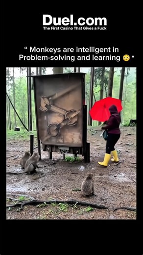 FindTopGambler | Monkeys: Nature’s Quick Thinkers 🐒✨ — @explorerialogy Monkeys display remarkable intelligence, strong social awareness, and impressive... | Instagram
