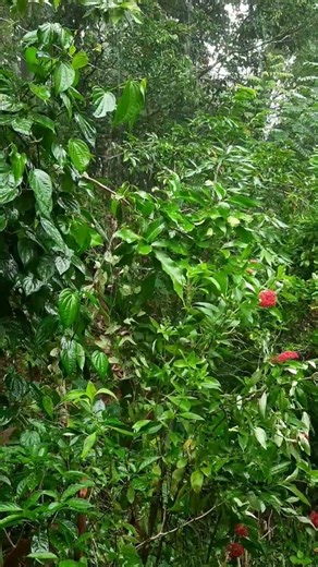 Heavy Rain on Tropical Garden 🌧️ | Rain Sound for Sleep, Relaxation & Focus
