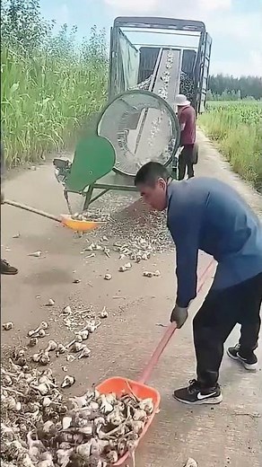 Sieving process of soil on garlic with a rotating cylindrical sieve