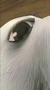 Scud the Dog from “Toy Story”