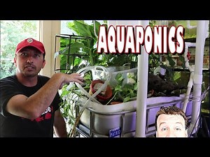 Aquaponics Fish Room: It's not just for Growing Pot