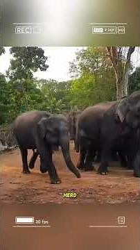 Tragedy in the Wild: Elephant Bitten by a Venomous Snake