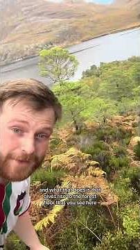 The Caledonian Forest is special #Scotland #CaledonianForest