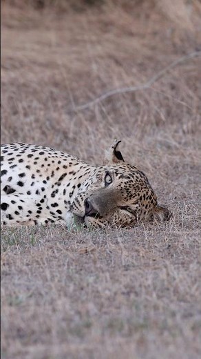 Leopard paradise! Join us inside Yala for insane wildlife moments. Watch now. #wildlife