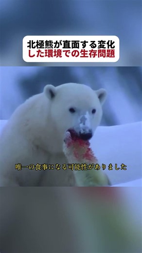 北極熊が直面する変化した環境での生存問題 #北極熊 #野生動物 #自然環境 #fyp #foryou