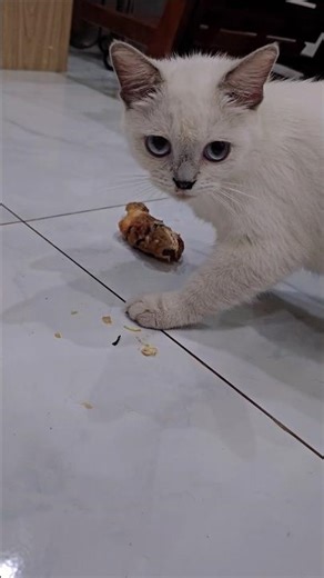 bé Trắng trộm cơm gà #meocon #meow #shorts