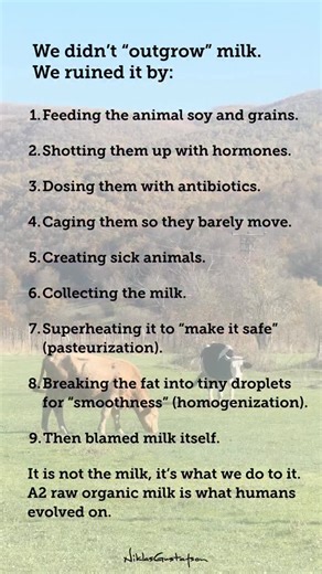 For most of human history, milk was a superfood. It was one of the most consistent, nutrient-dense calories humans could get: fat, protein, calcium, potassium, iodine, B vitamins, plus fat-soluble vitamins when the animals were living the way they’re supposed to live. And let’s be honest about the “we outgrew milk” story. That narrative is new. Humans didn’t suddenly evolve away from a food that helped us survive, grow babies and build strong bodies, what changed is the way we produce it, proces