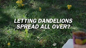 Dandelions everywhere. Don't be That Guy. | Lawn Doctor | Facebook