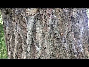 Golden weeping willow - trunk close up - August 2019