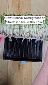 🌱💧 You don’t need soil to grow microgreens. These broccoli microgreens were grown completely soilless using our 10x10 Stainless-Steel Reusable Grow Medium. We’re big fans of hydroponic growing because it’s cleaner, less messy, and works really well for indoor spaces 🌱 Here’s how this grow went 👇 Days 1–3: seeds lightly misted once daily 24 hours of blackout to support germination Day 4: lights on bottom watering begins Day 10: harvest time ✂️🌱 No soil, no debris, and no disposal — just root