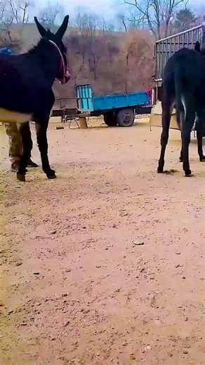 The funniest donkey ever, donkey training 🫏