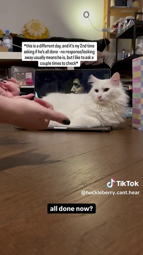 Understanding My Deaf Cat's Signals to Communicate