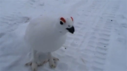 Awebo Token | Day 246 @awebotoken “Anger is a catalyst for change.” AWEBO 😡 #awebo #birds #memes #bird_brilliance #memedaily #dailymemes #memesdaily... | Instagram