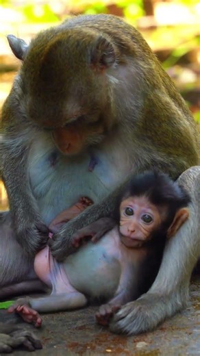 Beautiful Mom & baby Beautiful Animals Relaxing & Stress Relief