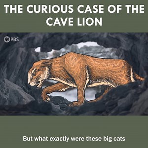 117K views · 3.2K reactions | Investigating the Extinct Cave Lions and their World | Eons • PBS | Facebook