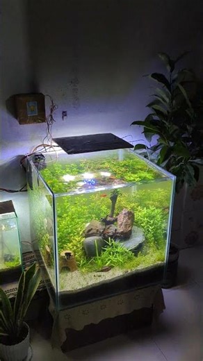 mini setup #aquascapegallery #aquascapelowtech #fishtank #fishaquarium