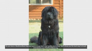How to Brush and Deshed Your Newfoundland Dog for a Healthy Coat