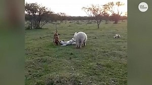 Sheep thinks he's part of the dog pack and has a blast playing with canine friends