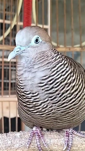 Local Turtle Doves Singing with Big Kung Sounds, Luring Turtle Doves to Make Them Sing #shorts