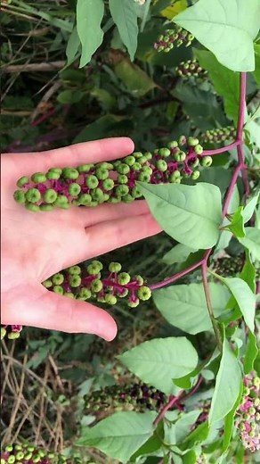 Pokeweed-the edible dye plant
