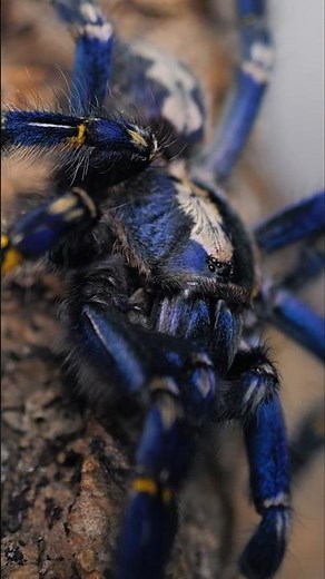 Poecilotheria metallica & Heteroscodra maculata doing what they do best #tarantula #gagamba #spider