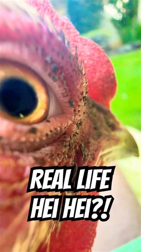 REAL LIFE HEI HEI?! My chickens look like the one from Moana HAHA