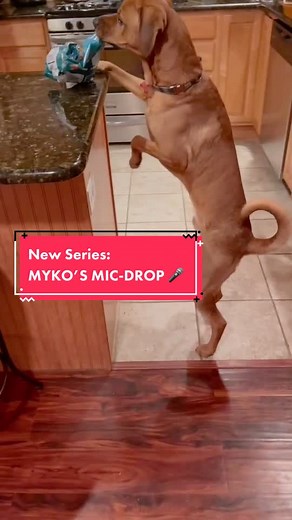 Myko’s 🎤 Drop. Episode 1: Chips. #countersurfing #dogsoftiktok #cutedog #talkingdog