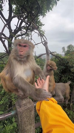 Monkey Mom 🐒💕😂