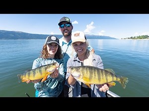 How to Catch GIANT Perch