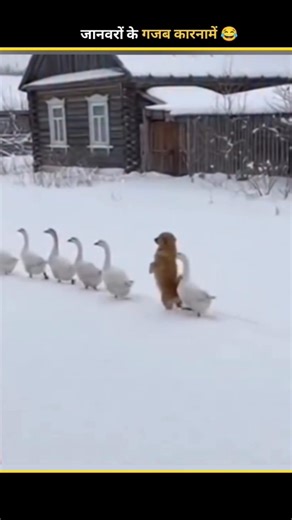 Animals Funny Video 😂 || Wait For End #funny #animals #comedy