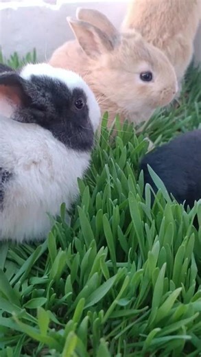 Bunny Chaos Explosion! 🐰⚡ Too Many Baby Rabbits!!!